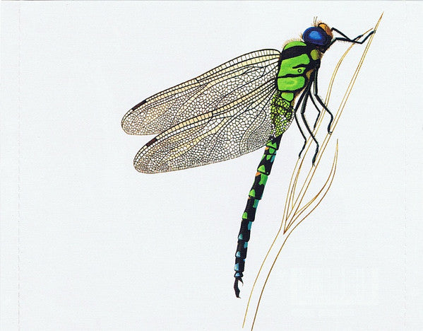Strawbs : Dragonfly (CD, Album, RE, RM)