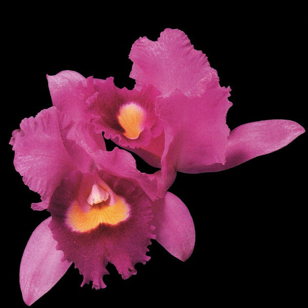 Opeth : Orchid (CD, Album)
