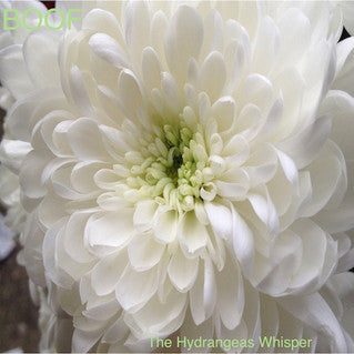 Boof : The Hydrangeas Whisper (CD, Album)